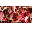CORNUS alba 'Baton Rouge' - Automne