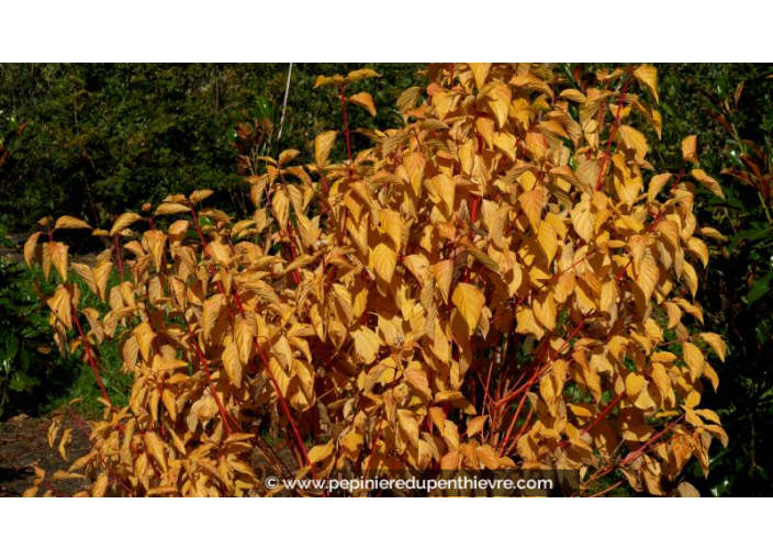 CORNUS sanguinea 'Magic Flame' - Automne