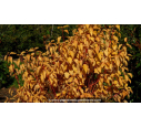 CORNUS sanguinea 'Magic Flame' - Automne