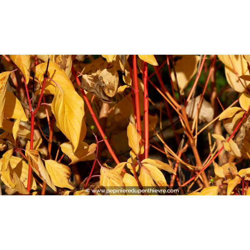 CORNUS sanguinea 'Magic Flame' - Automne