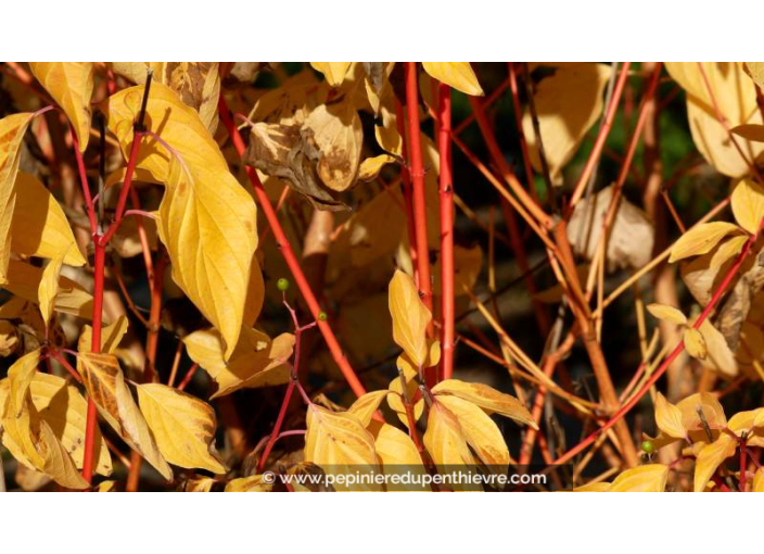 CORNUS sanguinea 'Magic Flame' - Automne