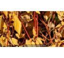 CORNUS sanguinea 'Magic Flame' - Automne