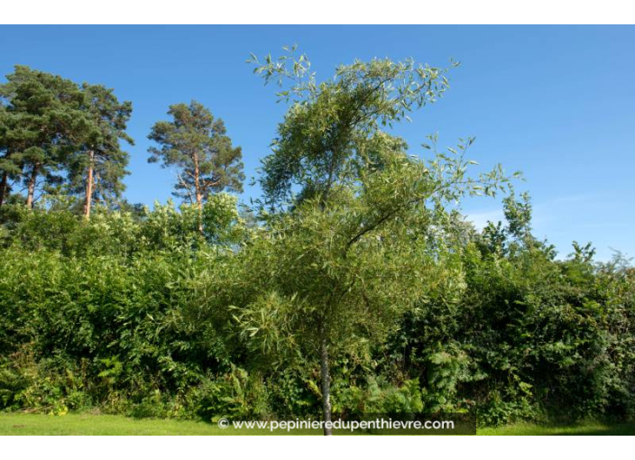 ALNUS glutinosa 'Imperialis'
