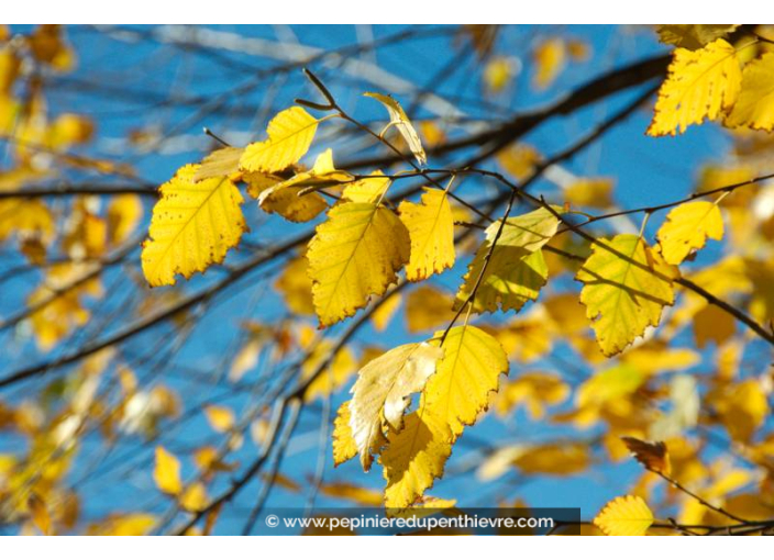 BETULA nigra,  Bouleau noir, écorce décorative - Pépinière du Penthièvre