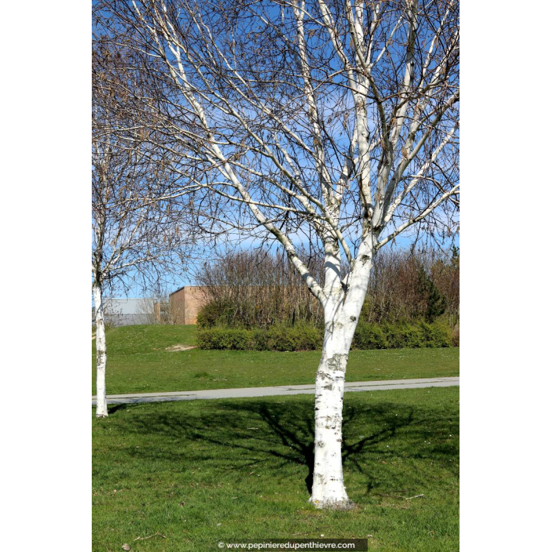 BETULA utilis