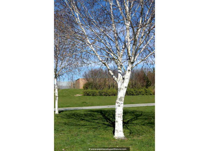 BETULA utilis