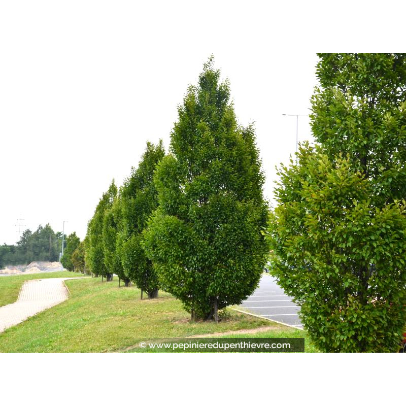 CARPINUS betulus 'Fastigiata'