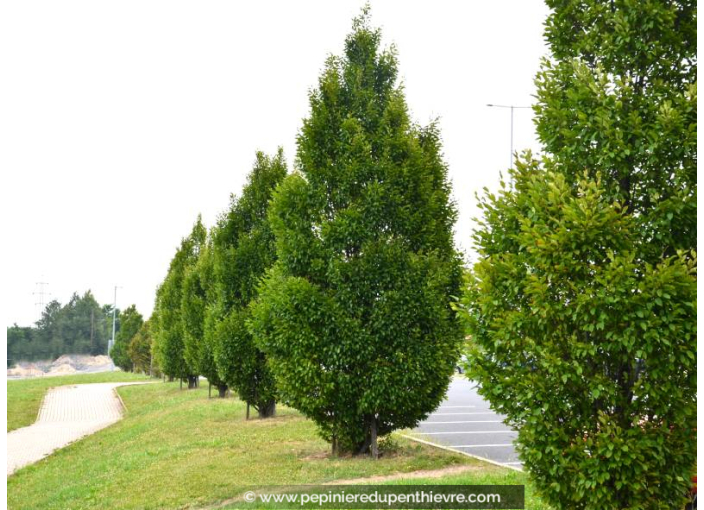 CARPINUS betulus 'Fastigiata'