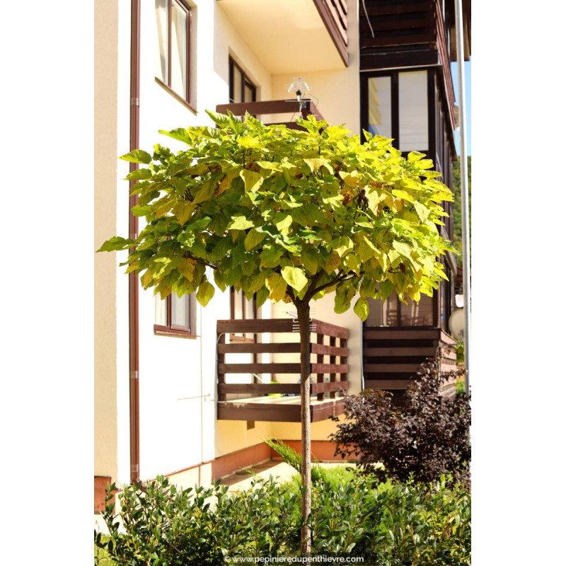 CATALPA bignonioides 'Aurea'