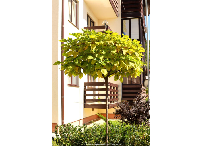 CATALPA bignonioides 'Aurea'