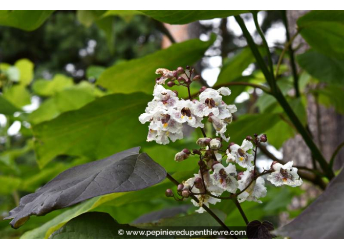 CATALPA erubescens 'Purpurea'