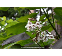 CATALPA erubescens 'Purpurea'
