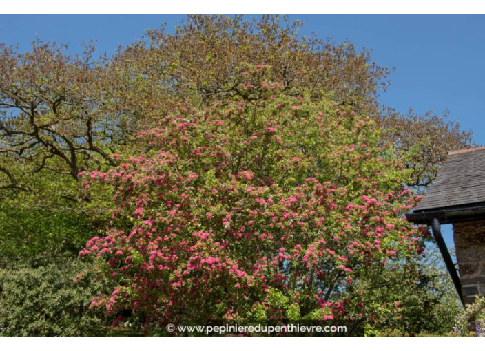 CRATAEGUS laevigata 'Rosea Flore Pleno'