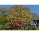 CRATAEGUS laevigata 'Rosea Flore Pleno'