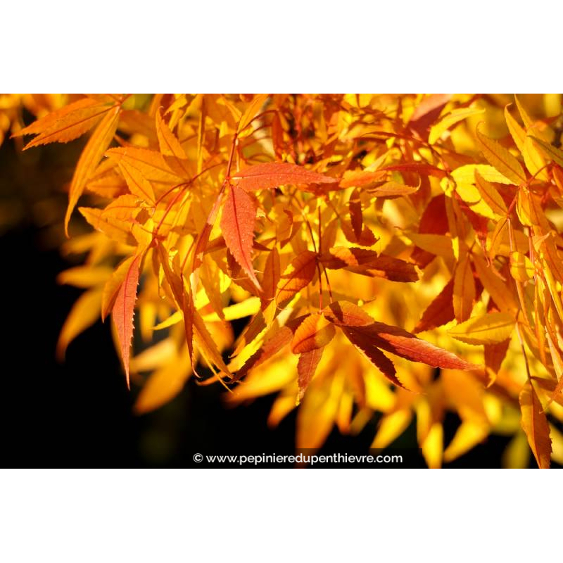 FRAXINUS angustifolia 'Raywood'