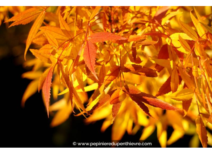 FRAXINUS angustifolia 'Raywood'