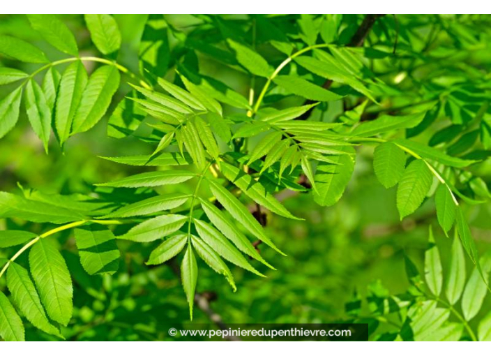 FRAXINUS excelsior