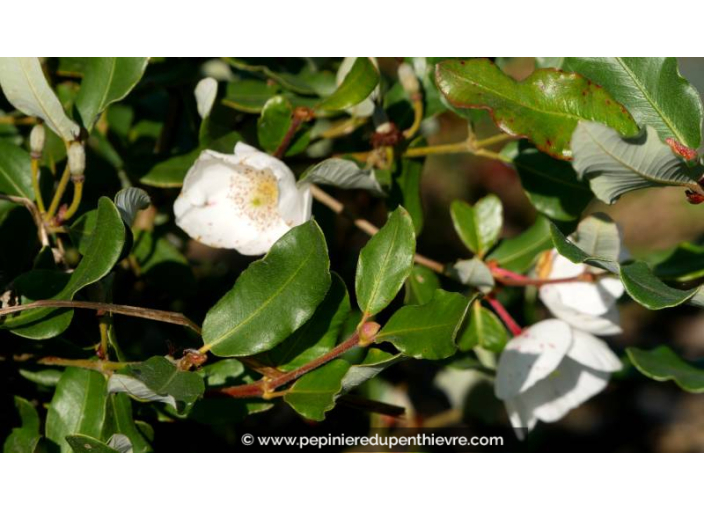 EUCRYPHIA 'Rostrevor' - Automne
