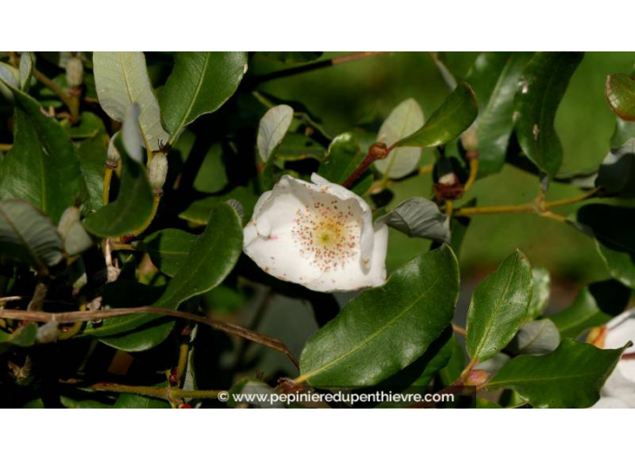 EUCRYPHIA 'Rostrevor' - Automne