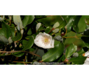 EUCRYPHIA 'Rostrevor' - Automne