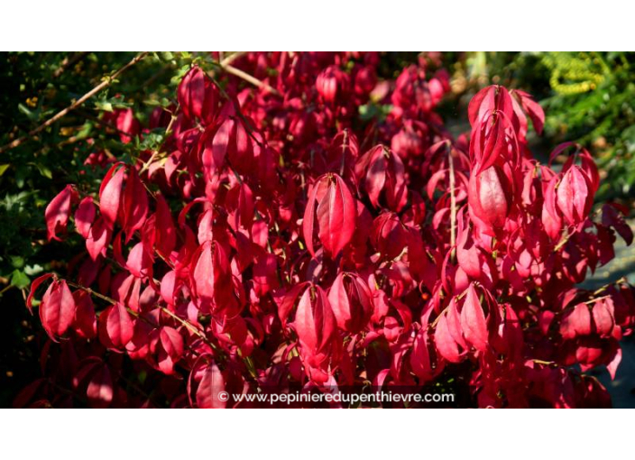 EUONYMUS alatus - Automne