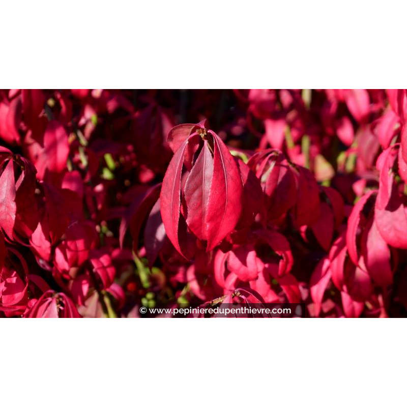 EUONYMUS alatus - Automne
