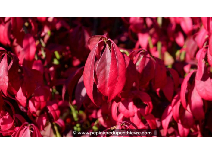 EUONYMUS alatus - Automne