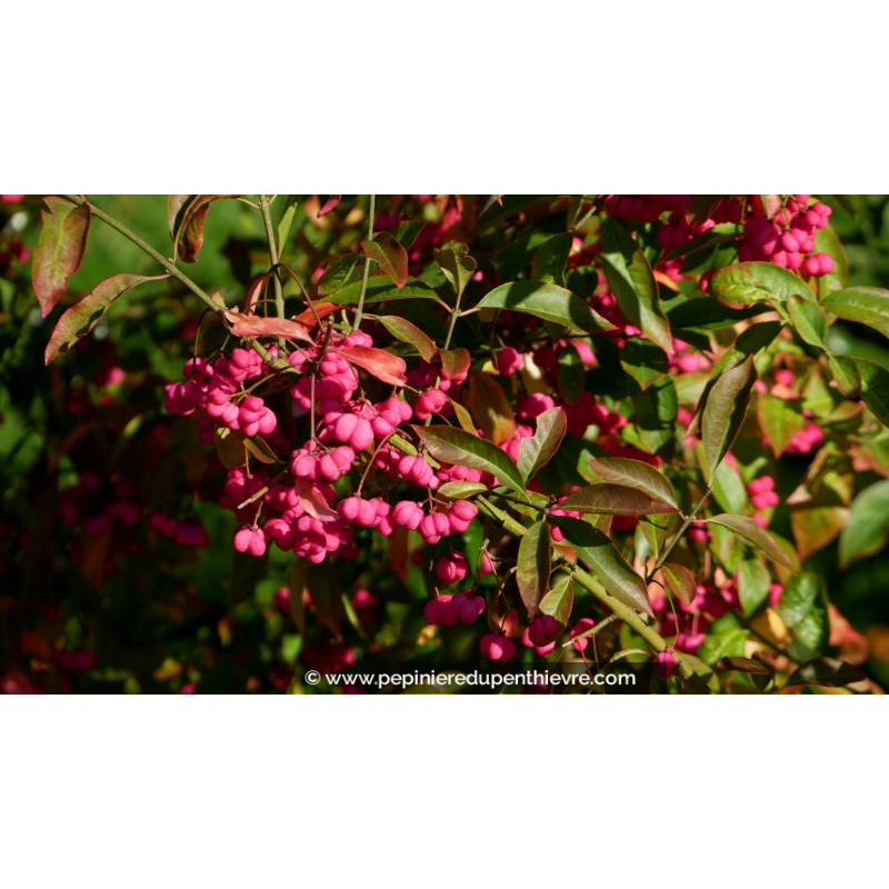 EUONYMUS europaeus - Automne