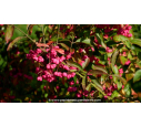 EUONYMUS europaeus - Automne