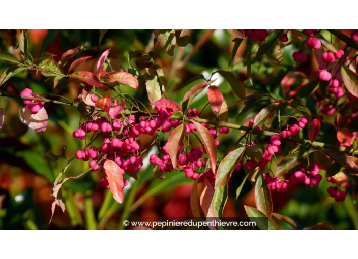 EUONYMUS europaeus - Automne