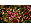 EUONYMUS europaeus - Automne