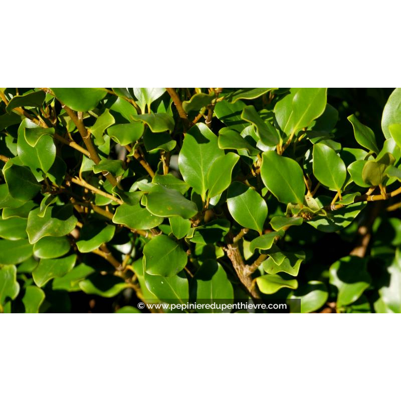 GRISELINIA littoralis 'Redge'