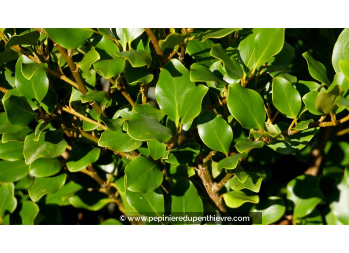 GRISELINIA littoralis 'Redge'