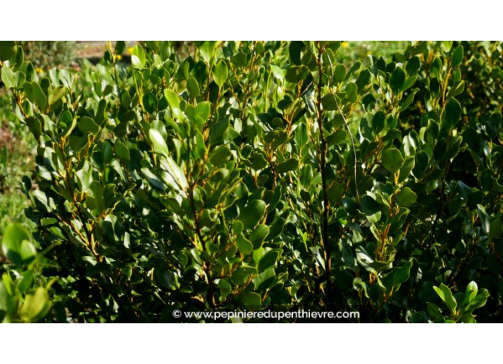 GRISELINIA littoralis 'Redge'