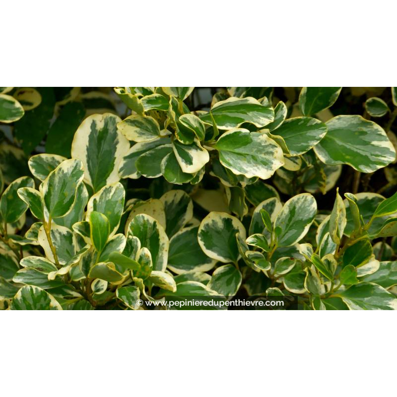 GRISELINIA littoralis 'Variegata'
