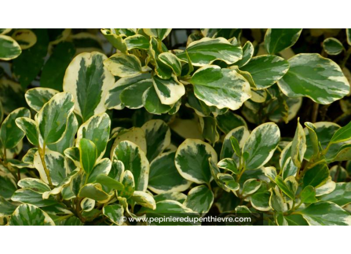 GRISELINIA littoralis 'Variegata'