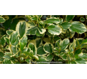 GRISELINIA littoralis 'Variegata'