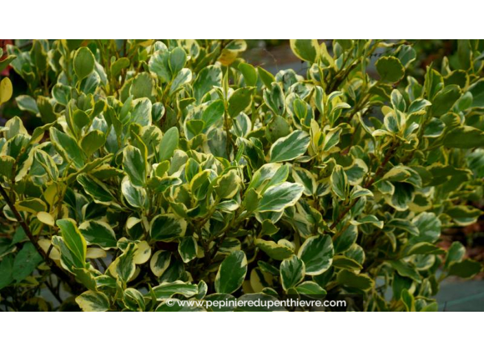 GRISELINIA littoralis 'Variegata'
