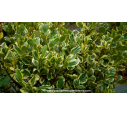 GRISELINIA littoralis 'Variegata'