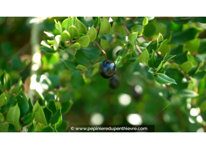 LUMA apiculata, Myrte du Chili, persistant, blanc - Pépinière du Penthièvre