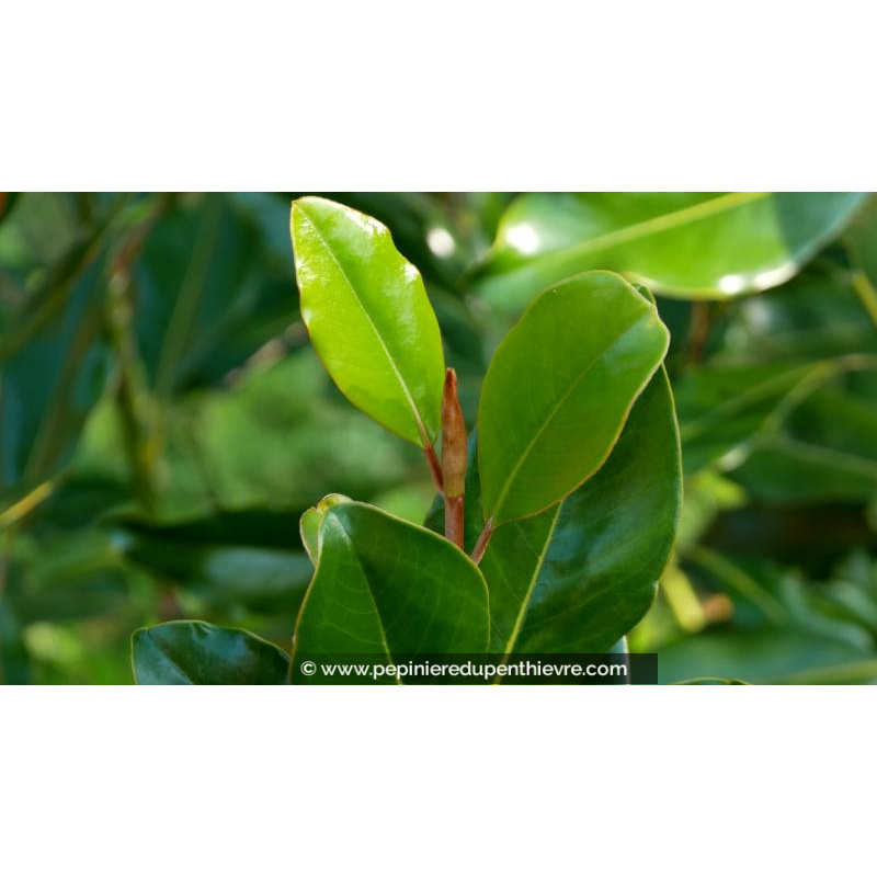 MAGNOLIA grandiflora 'Purpan'
