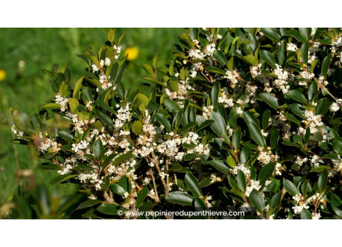 OSMANTHUS heterophyllus, haie, persistant, blanc - Pépinière du Penthièvre