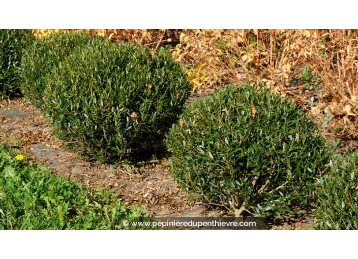 PHILLYREA angustifolia