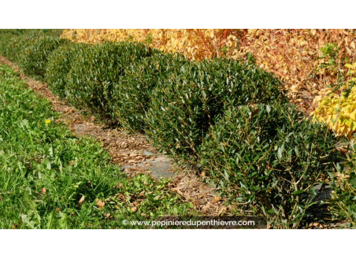 PHILLYREA angustifolia