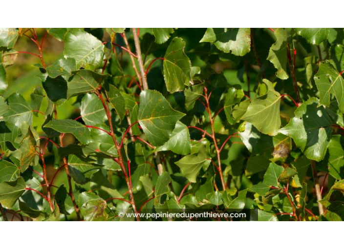 POPULUS nigra 'Italica'