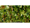 POPULUS nigra 'Italica'