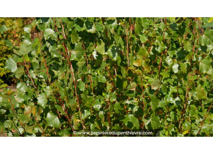 POPULUS nigra 'Italica'
