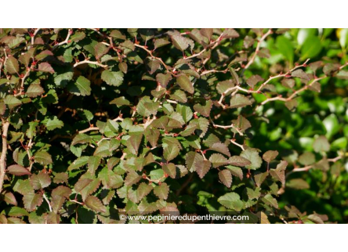 PRUNUS incisa 'Kojo No Mai'