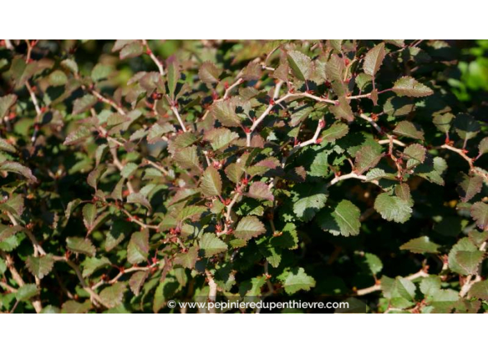 PRUNUS incisa 'Kojo No Mai'