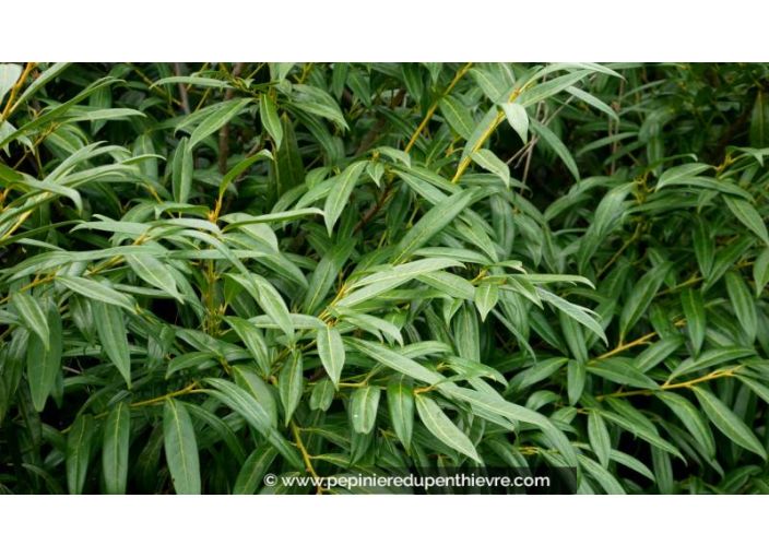 PRUNUS laurocerasus 'Zabeliana'